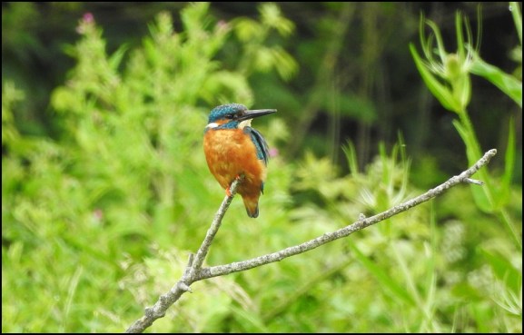 Kingfisher 200620