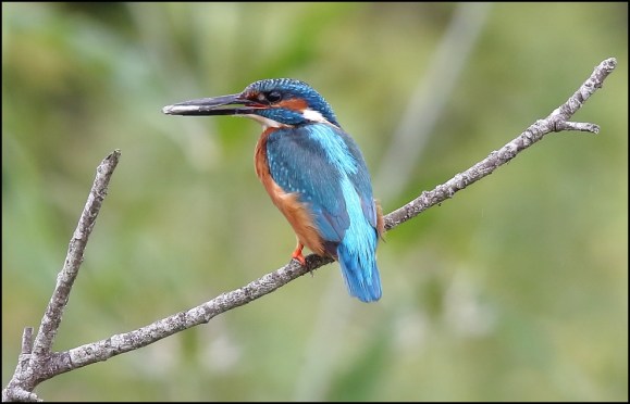 Kingfisher 270620