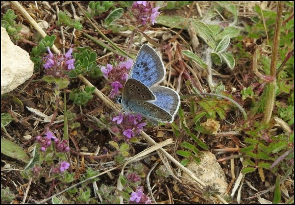 Large Blue 090620