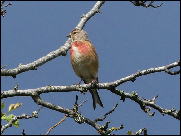 Linnet 170620