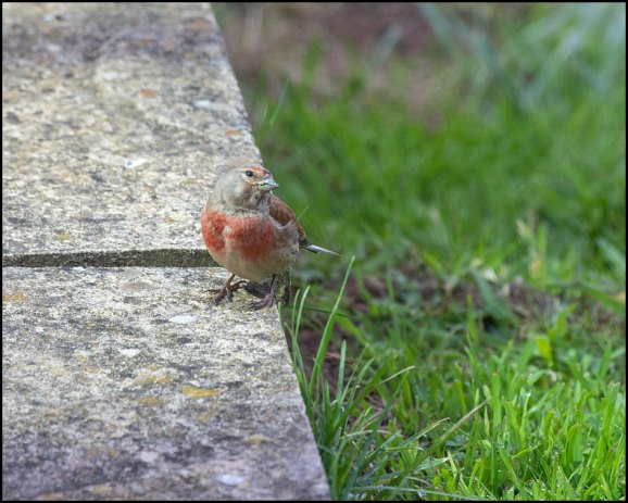 Linnet 240620