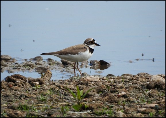 Little Ringed Plover 150620