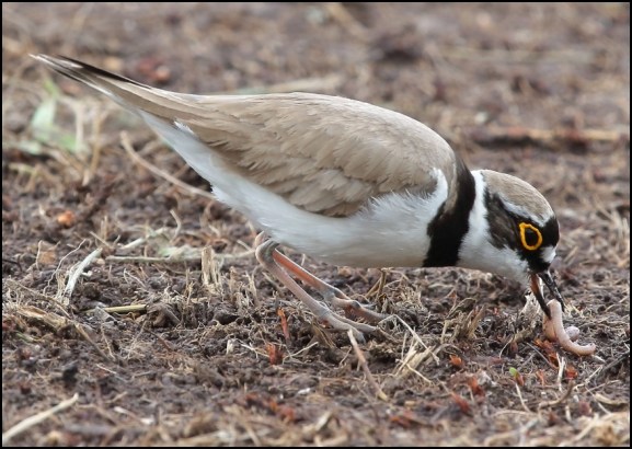 Little Ringed Plover 200620
