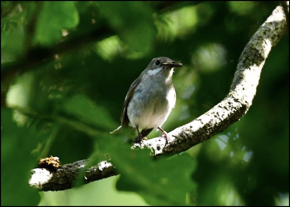 Pied Flycatcher f 220620