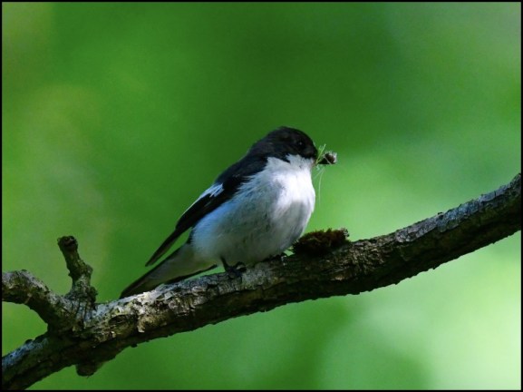 Pied Flycatcher m 220620