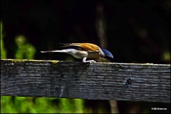 Red-backed Shrike 240620 1