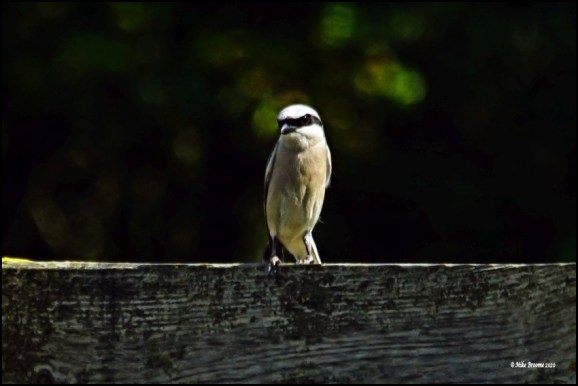 Red-backed Shrike 240620 2