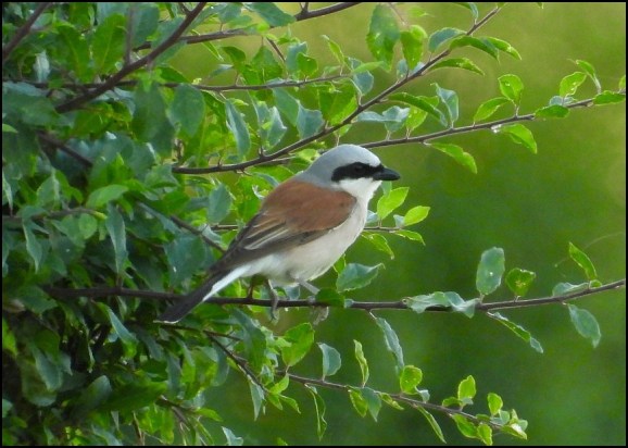 Red-backed Shrike 240620 3