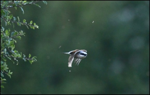 Red-backed Shrike 240620 4