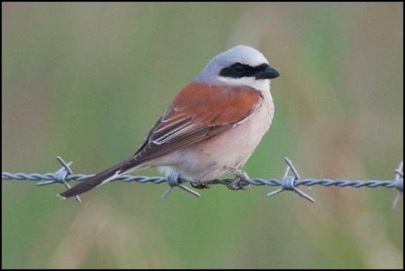 Red-backed Shrike 240620 5