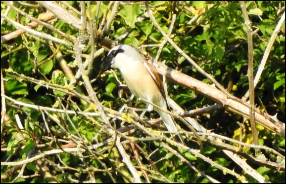 Red-backed Shrike 240620 6