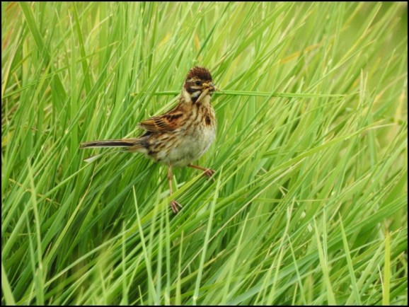 Reed Bunting f 040620