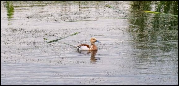 Ringed Teal 120620