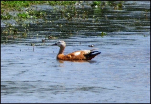 Ruddy Shelduck 220620