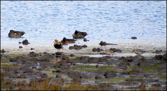 Ruff &amp; Knots 270620