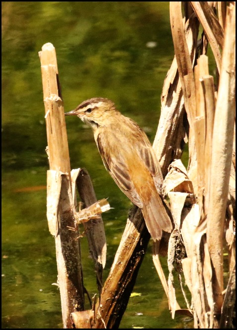 Sedge Warbler 060620