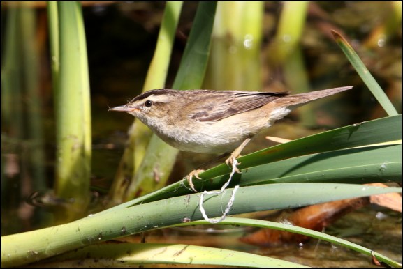 Sedge Warbler 260620