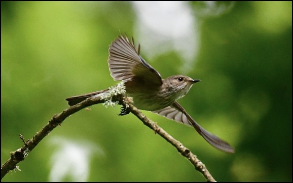 Spotted Flycatcher 080620 2