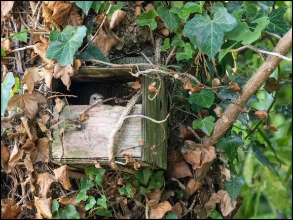 Spotted Flycatcher 240620