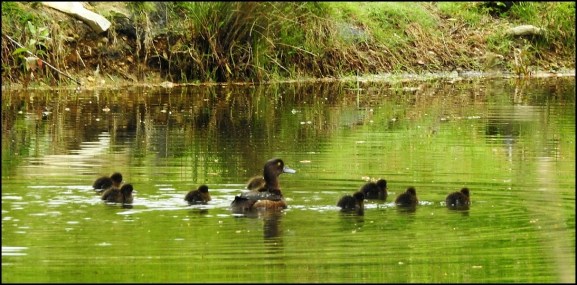 Tufted Duck 040620