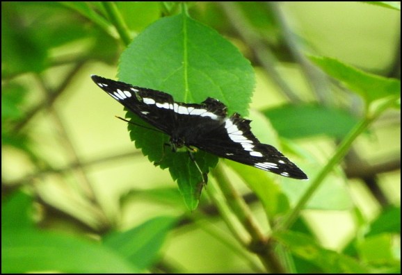 White Admiral 250620