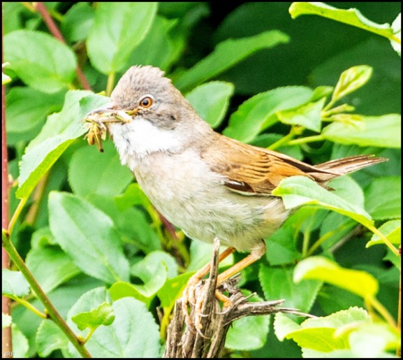 Whitethroat 290620