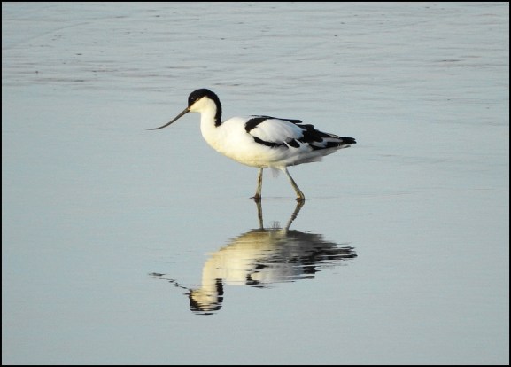 Avocet 260720