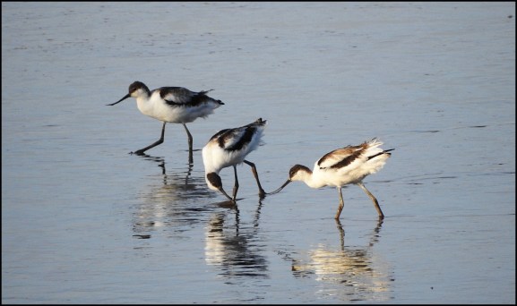Avocets 260720