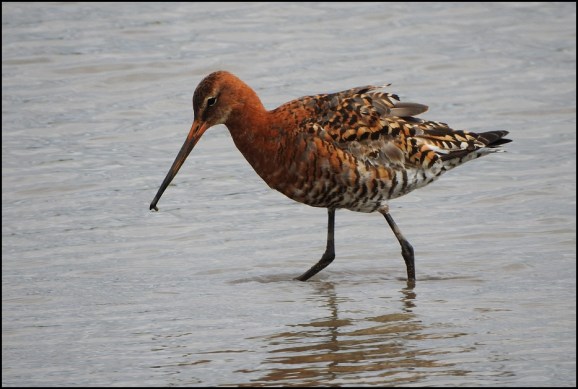 Black-tailed Godwit 160720 2