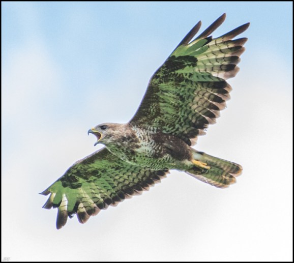 Buzzard 290720