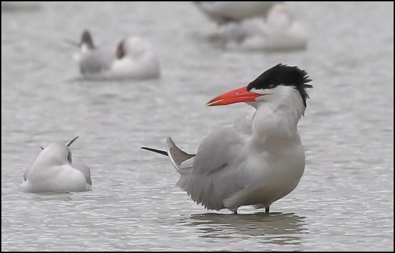 Caspian Tern 250720 2
