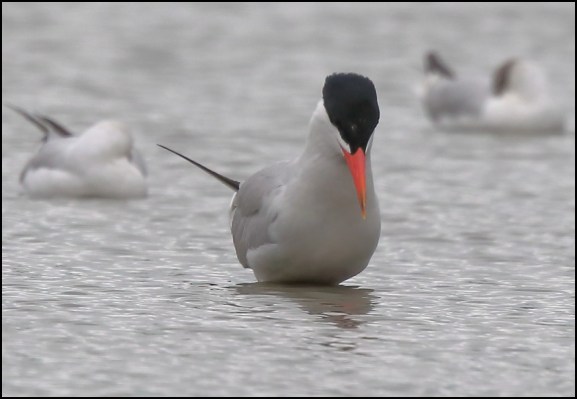 Caspian Tern 250720 3