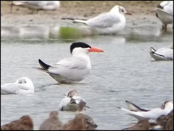 Caspian Tern 250720