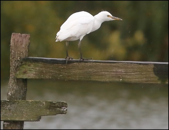 Cattle Egret 250720