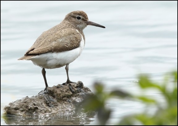 Common Sandpiper 050720