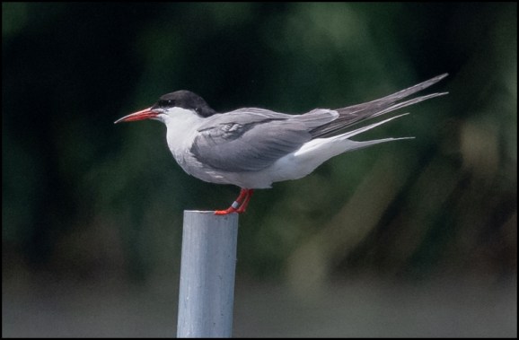 Common Tern 300720