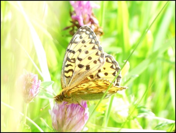 Dark Green Fritillary 190720