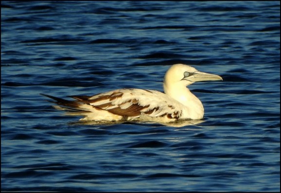 Gannet 020720 2