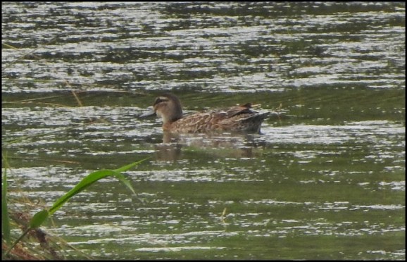 Garganey 270720
