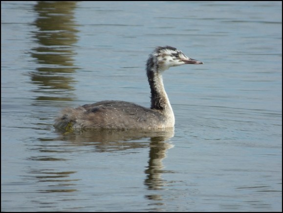 Great Crested Grebe 290720
