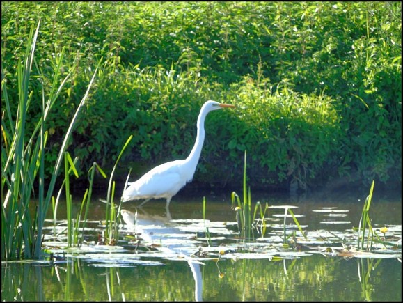 Great White Egret 210720