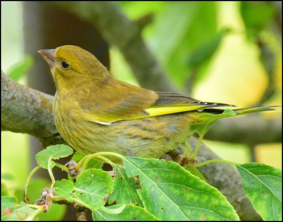 Greenfinch 050720