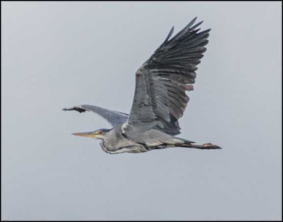 Grey Heron 240720