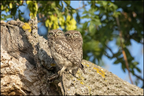 Little Owls 240720 1