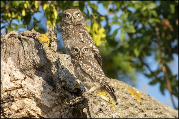 Little Owls 240720 2