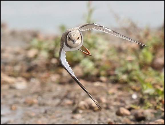 Little Ringed Plover 250720