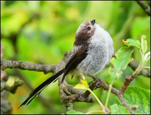 Long-tailed Tit 050720