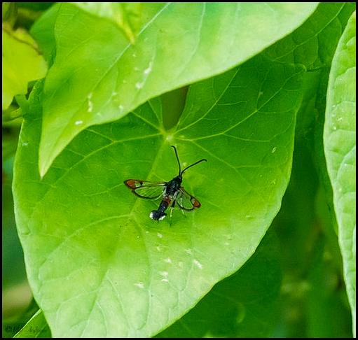 Red-Tipped Clearwing moth 240720