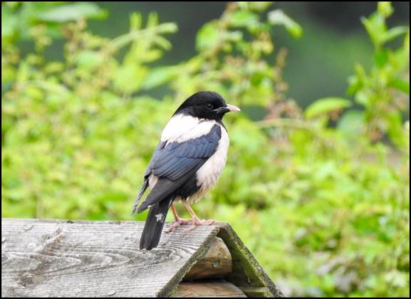 Rose-coloured Starling 180720 1