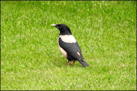 Rose-coloured Starling 180720 2